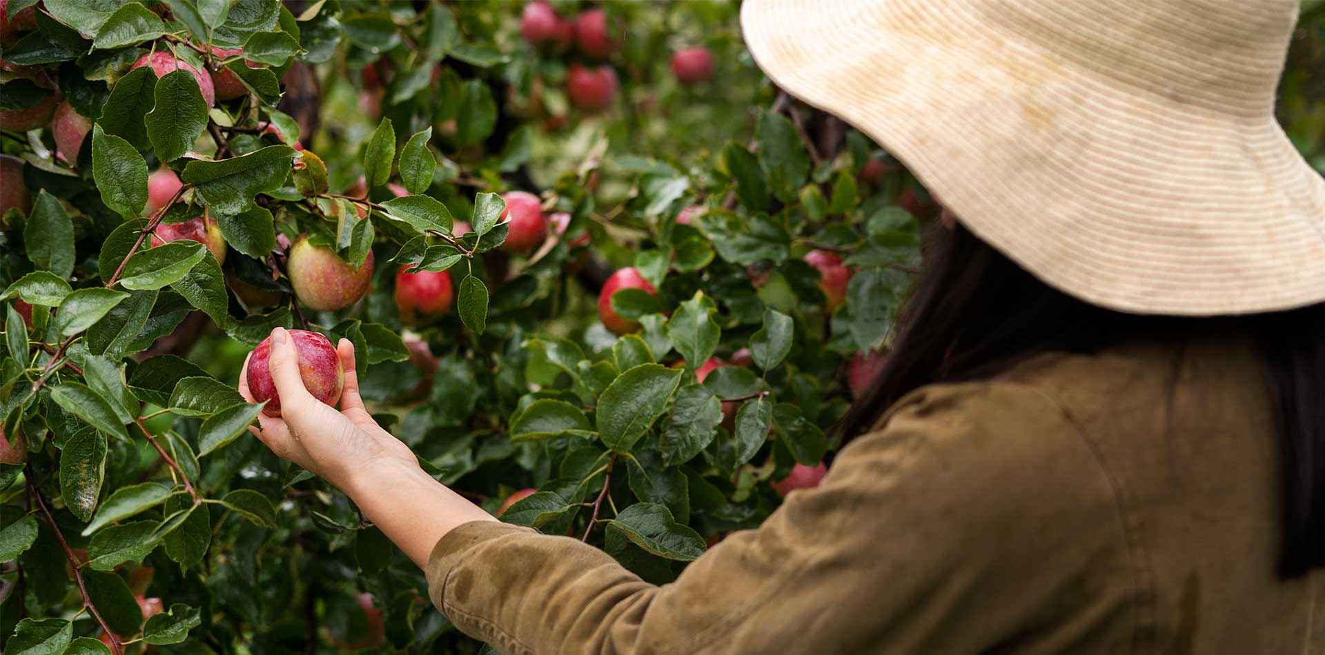 Como la poda de arboles puede aumentar la produccion de frutos