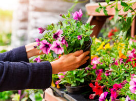 Descubre qué plantar en cada estación del año: Consejos desde un vivero