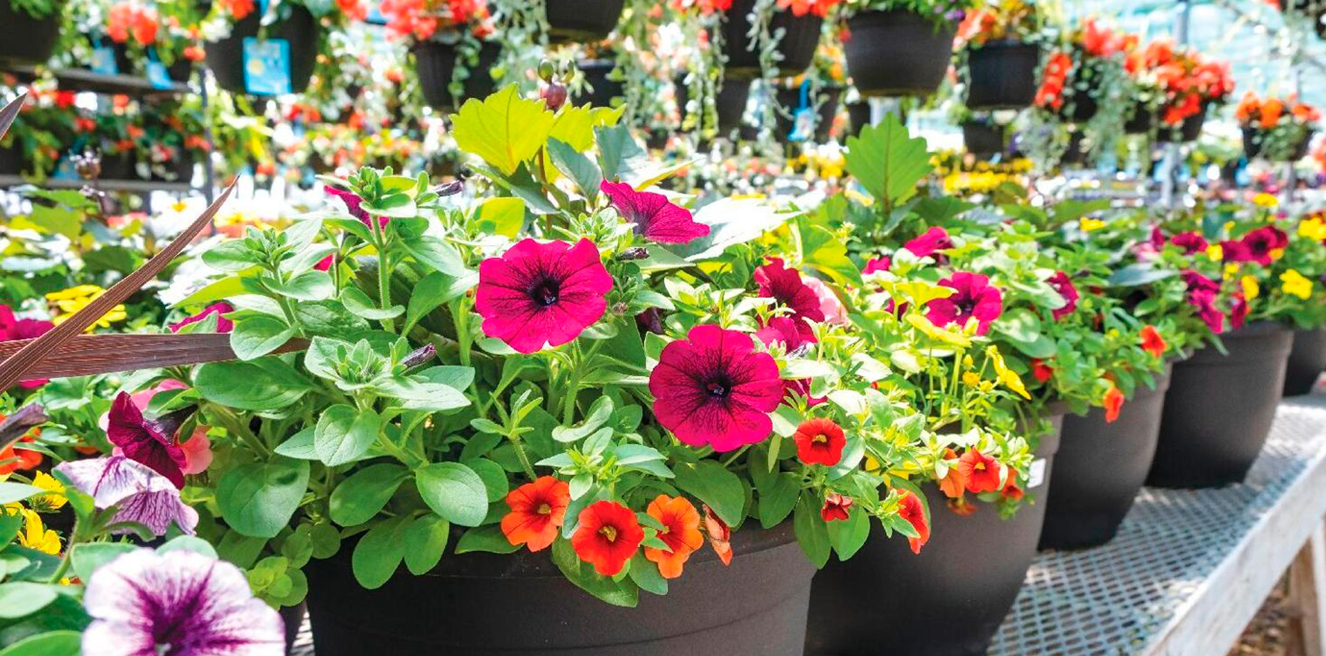 Jardinería urbana: ¿Qué plantar en macetas cada temporada?