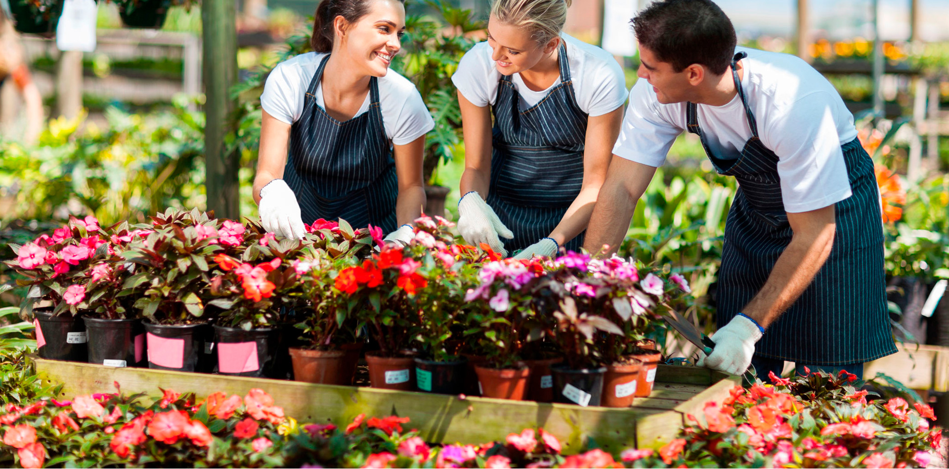 Las mejores plantas para primavera, verano, otoño e invierno