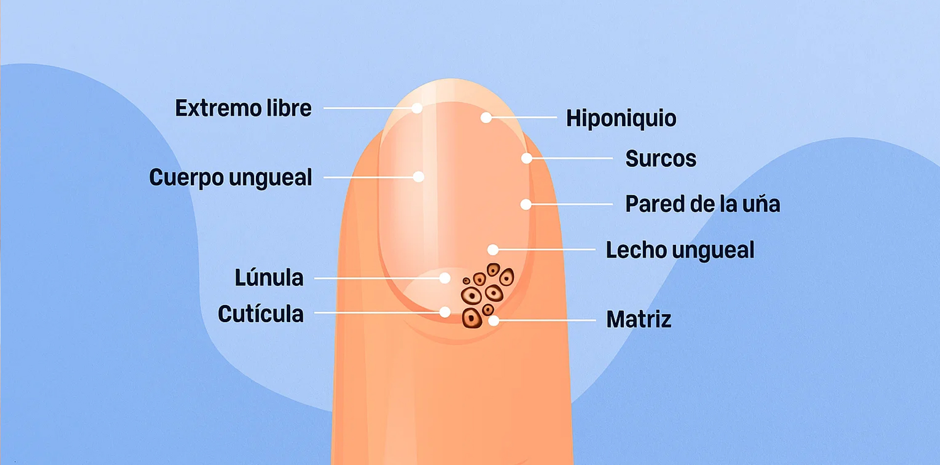 Partes de la uña