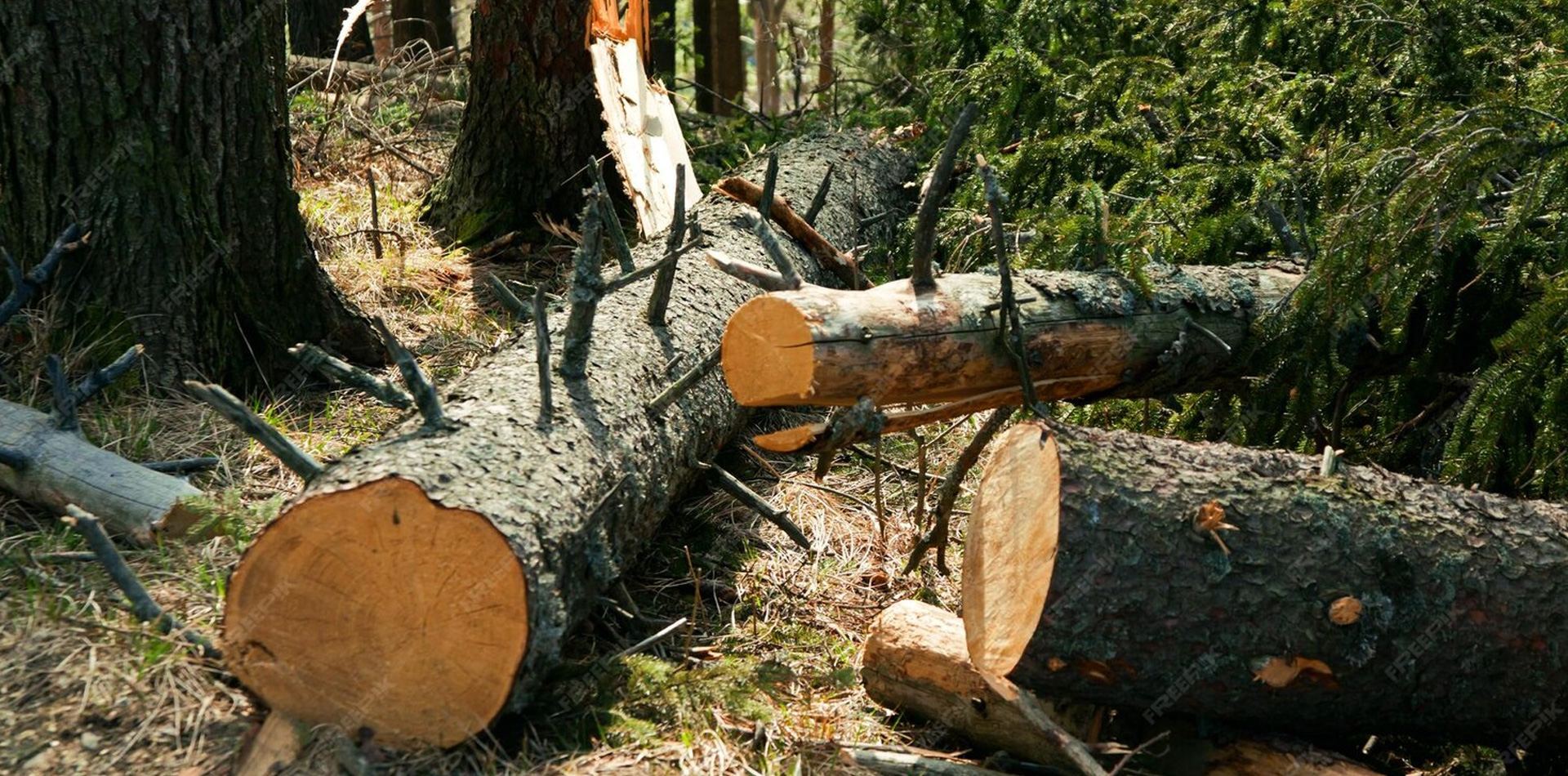 ¿Cómo elegir el método correcto de tala de árboles?