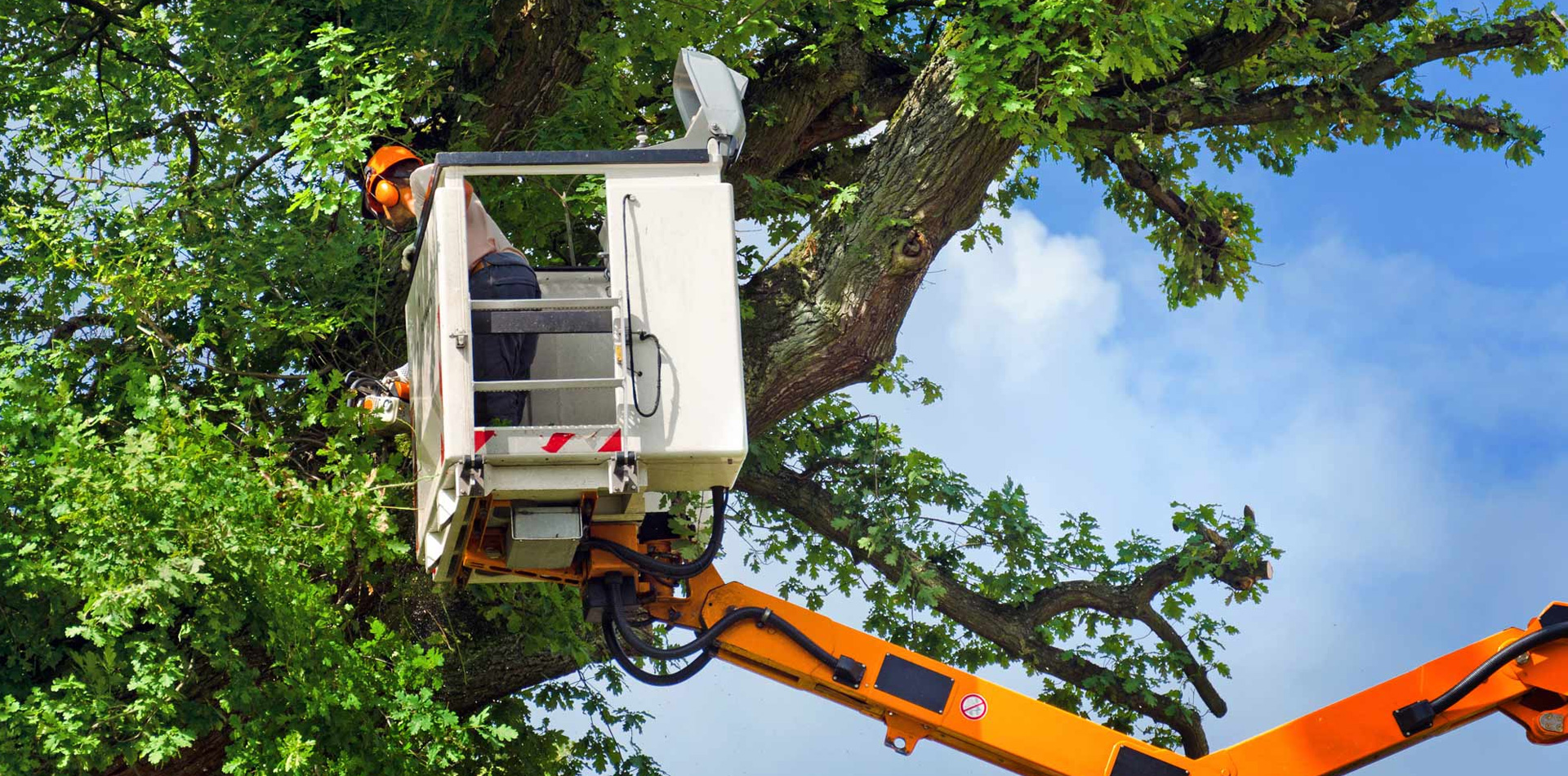 Tala con camión cesta: la solución para los casos más extremos