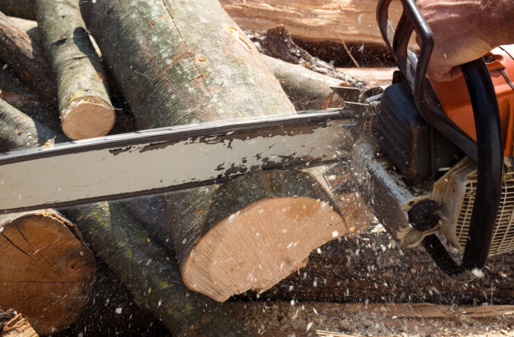 Tipos de talas de árboles que debes conocer