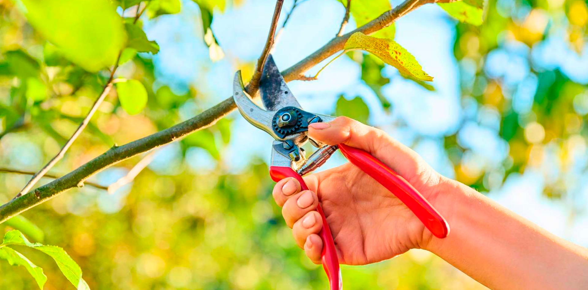 El despertar del jardín: la importancia de la poda antes de primavera El despertar del jardín: la importancia de la poda antes de primavera
