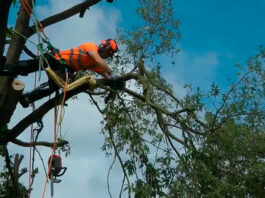 ¿Estamos a tiempo? La cuenta atrás para la poda de árboles antes de primavera ¿Estamos a tiempo? La cuenta atrás para la poda de árboles antes de primavera
